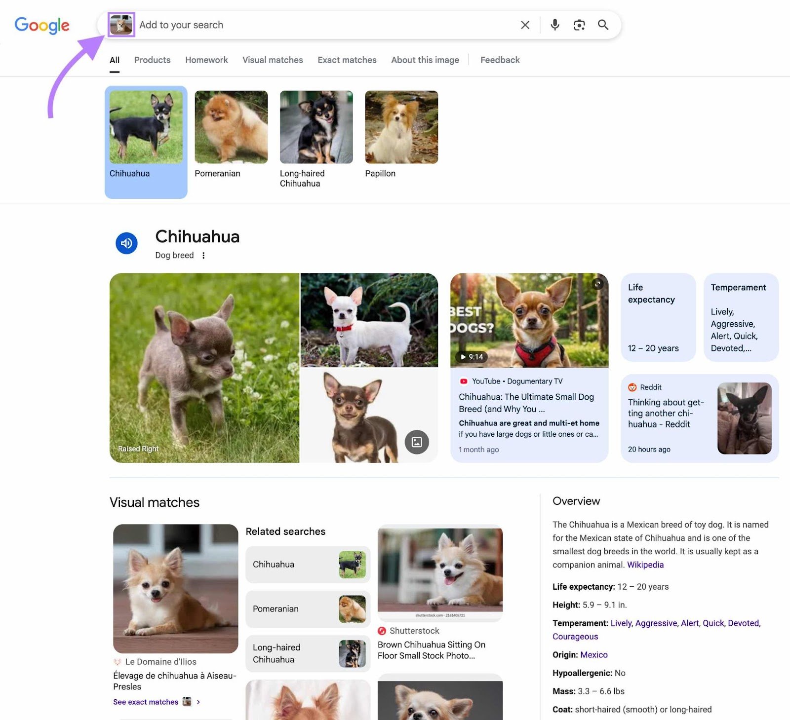 Reverse image search for a small dog on Google showing visually similar images along with information about the breed.